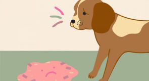 NHỮNG ĐIỀU CẦN BIẾT VỀ NÔN CẤP TÍNH TRÊN CHÓ , MÈO