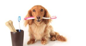 LỢI ÍCH VIỆC CẠO VÔI RĂNG CHÓ MÈO 