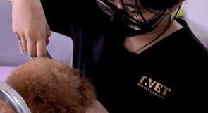  T-Vet: Nơi gửi gắm trọn vẹn niềm tin cho người bạn bốn chân của bạn