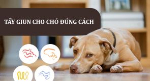 TẨY GIUN CHÓ MÈO