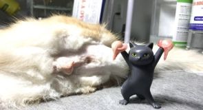 TRIỆT SẢN MÈO CÁI – ĐỰC CÓ NGUY HIỂM KHÔNG??