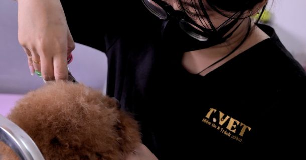  T-Vet: Nơi gửi gắm trọn vẹn niềm tin cho người bạn bốn chân của bạn